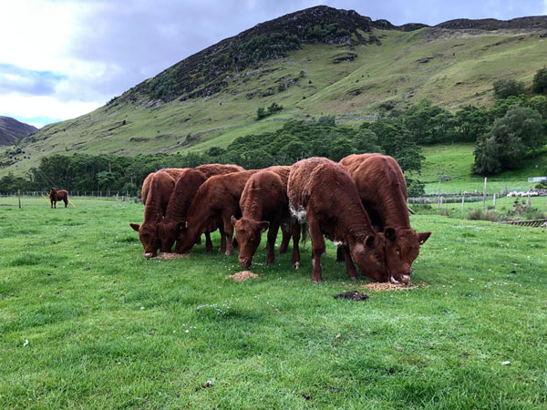Landwirtschaft in den schottischen Highlands