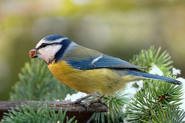 Vögel im Winter füttern oder nicht