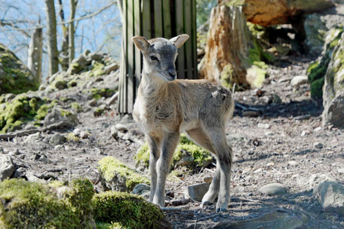 Tierpark Goldau - Hast du schon mal einen Hirsch gestreichelt?